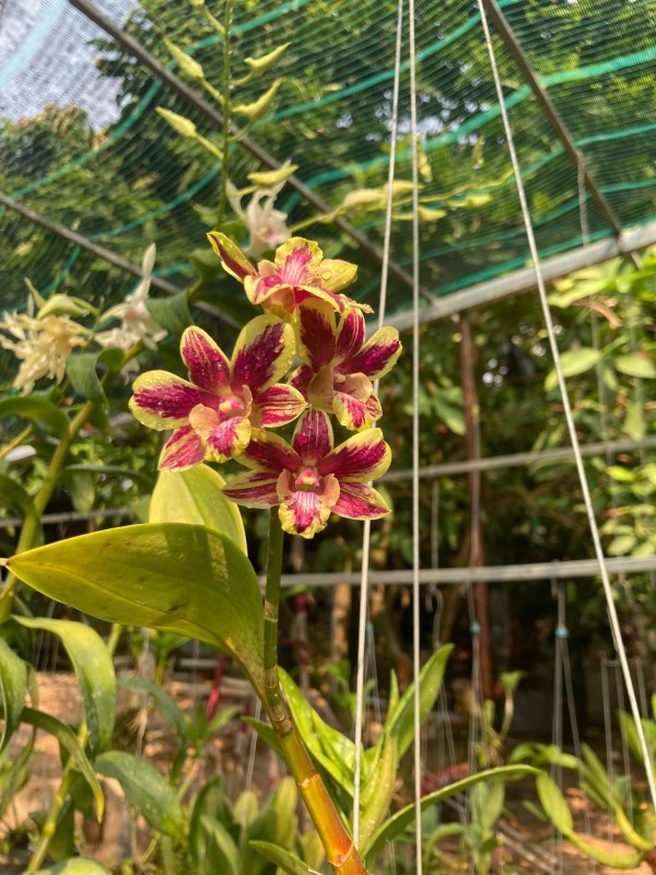 DENDRO CHỚP SU SAN