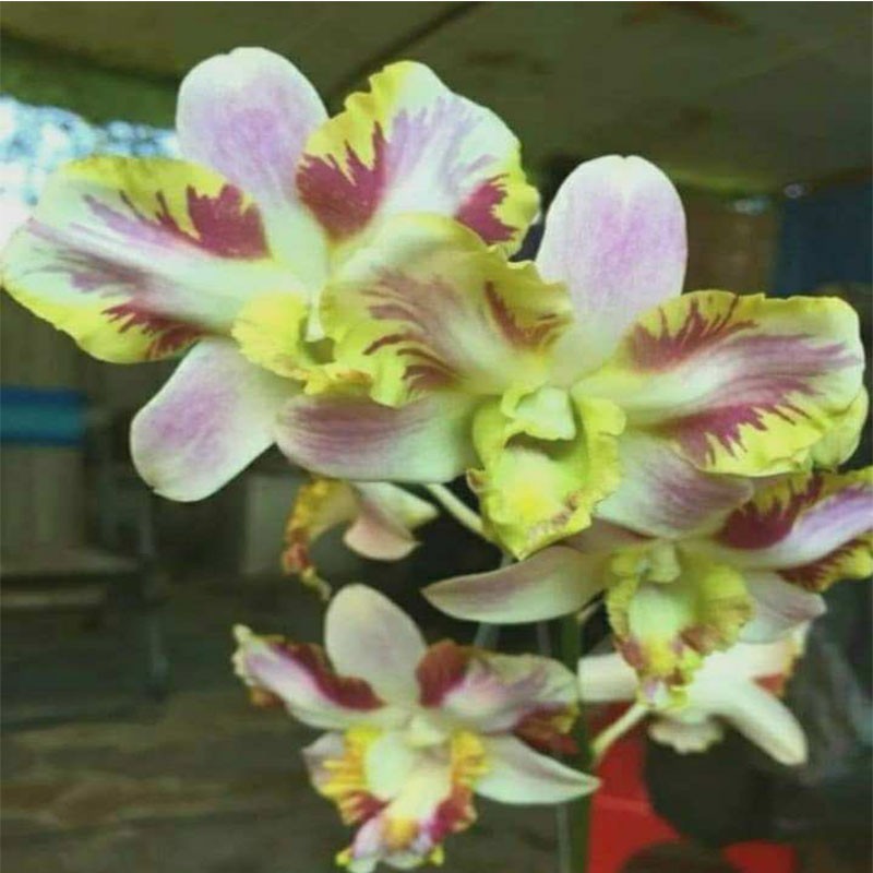 DENDRO CHỚP LAI CÁT RỒNG NGỦ SẮC (NGHỊCH)