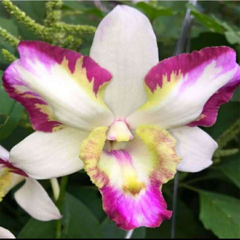 DENDRO LAI CÁT CHIỚP RỒNG NGỦ SẮC