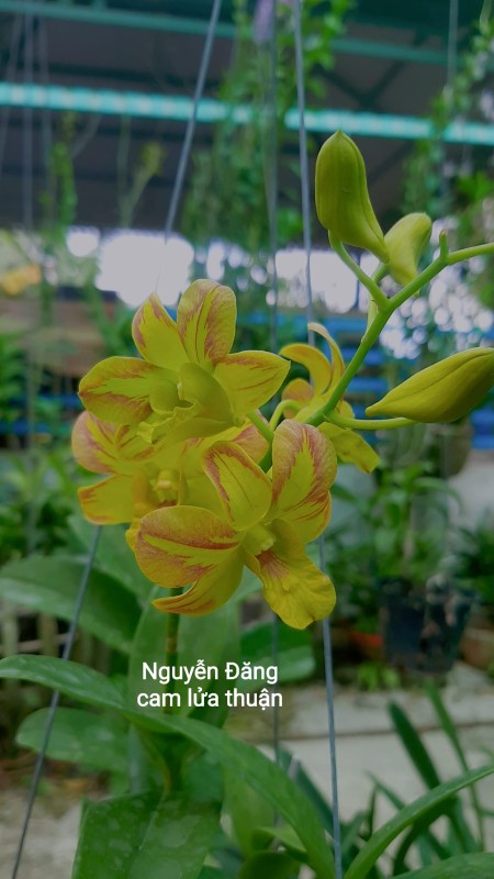 DENDRO CHỚP CẢM LỬA THUẬN