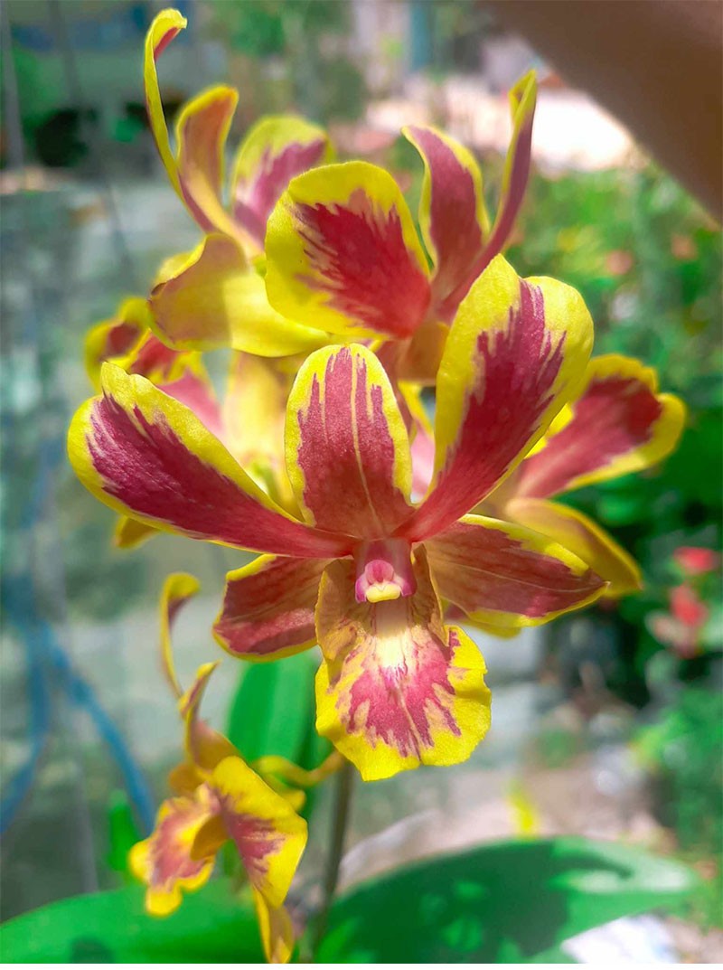 DENDRO CHỚP VÀNG ĐỎ PHÚ QUÝ