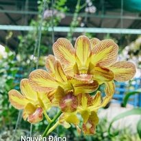 DENDRO CHỚP CAM SỌC