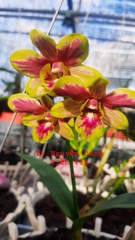 DENDRO CHỚP ĐỒNG TIỀN VIP